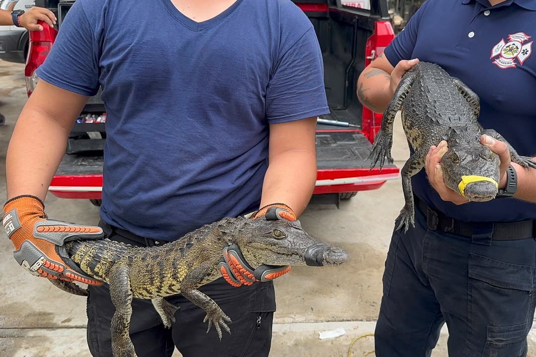 Lluvias Provocan Captura de 13 Cocodrilos en Ciudad Madero; Detectan Parásitos